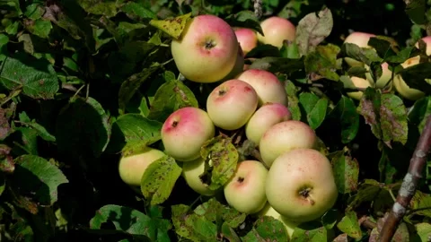 Resista apples. Stock-Footage 319840585