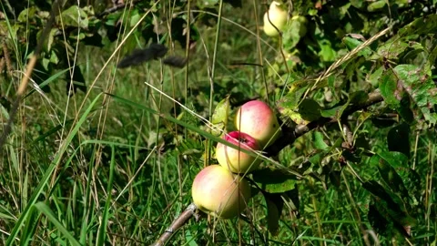 Resista apples. Stock-Footage 319840615
