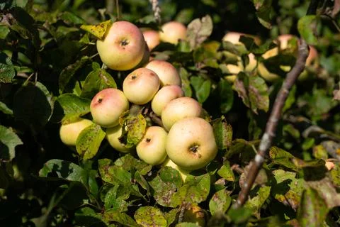 Resista apples. Stock-Fotos