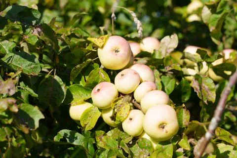 Resista apples. 스톡 사진