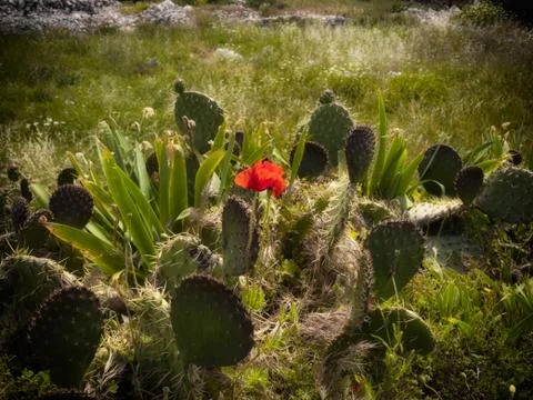 The resistance Stock Photos