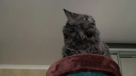 Resists, does not want to pose, turns his head, fluffy Maine Coon cat Vídeos de archivo 241816885