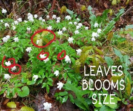 RESOLUTION  to  flowerly Stock Photos