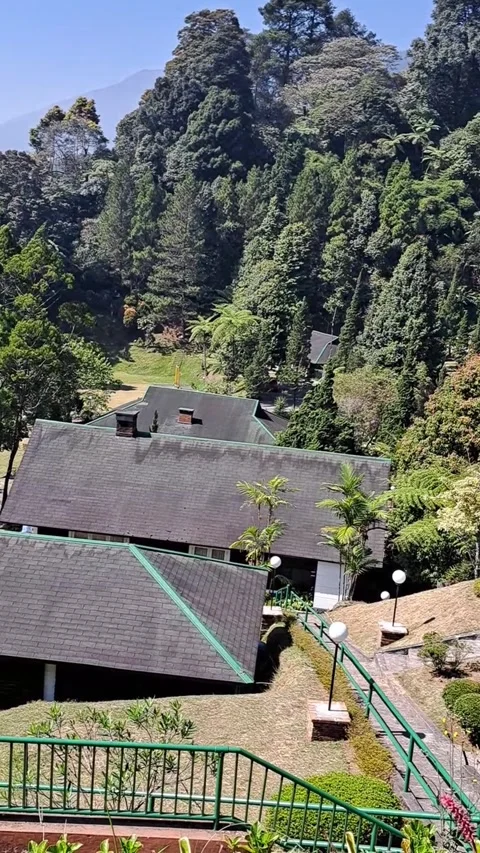 Resort Buildings Surrounded by Lush Pine Forest Vídeo Stock 331415778