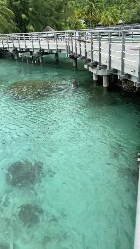 Resort dolphin in Moorea Stock-Footage 344349211