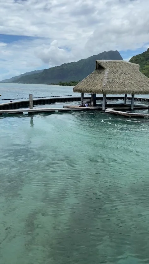 Resort dolphins in Moorea Vidéo 344349196