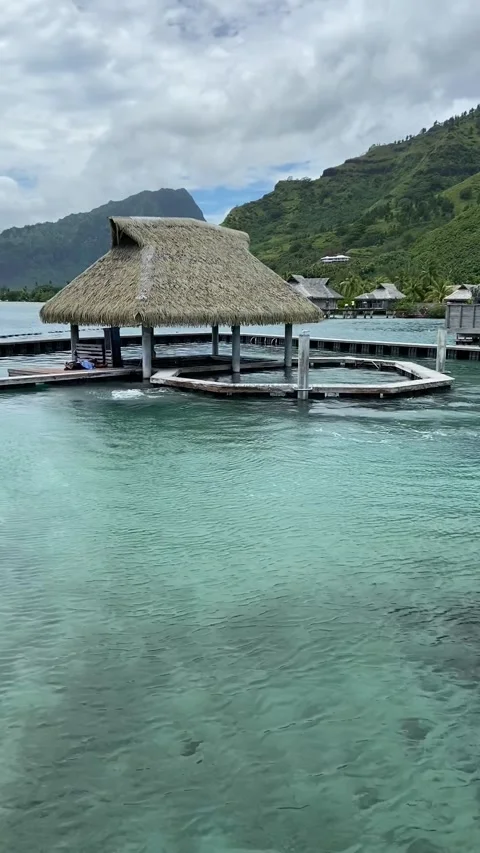 Resort dolphins in Moorea 動画素材 344349197