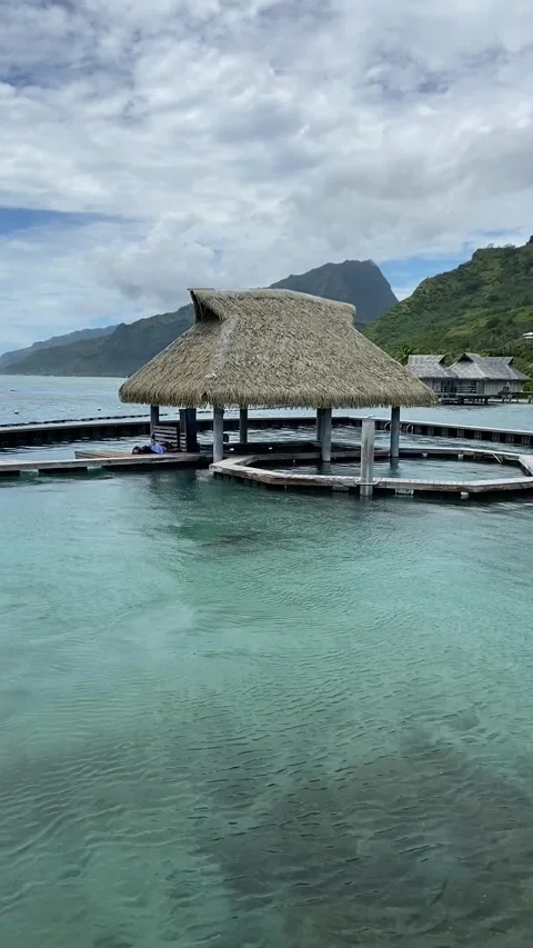 Resort dolphins in Moorea Видео 344349198