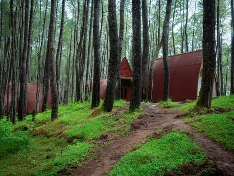 Resort in the middle of a pine forest 写真素材