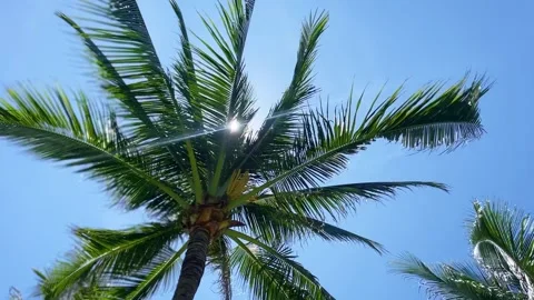 A resort, a palm tree swaying in the wind Stock Footage 310675762