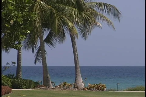Resort with Palm Trees Stock Footage 140395