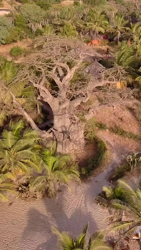Resort with small round huts along beach with coconut and baobab trees Stock Footage 230684448