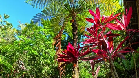 Resort in the tropic jungle Video stock 251751850