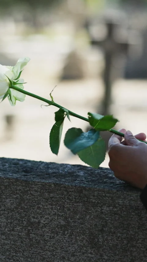 Respect, hands and white rose on gravestone at funeral for loss, mourning death Stock Footage 340402044