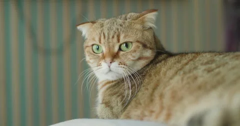 A respectable red cat is resting on the bed. He's a pro at lying on the couch Stock Footage 261389659