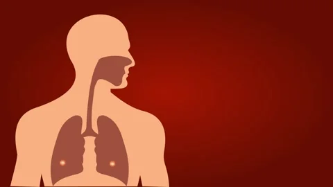 Respiration Process Animation Oxygen Intake to Carbon Dioxide Release Stock Footage 317145603