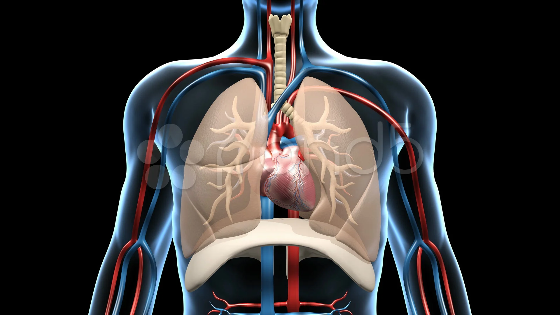 Respiratory & Cardiovascular System, wit... | Stock Video | Pond5