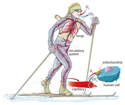 Respiratory Circulation Diagram Stock Illustration