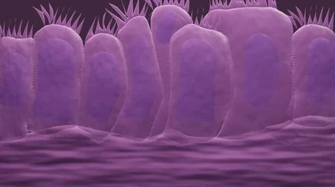 RESPIRATORY EPITHELIUM Stock Illustration