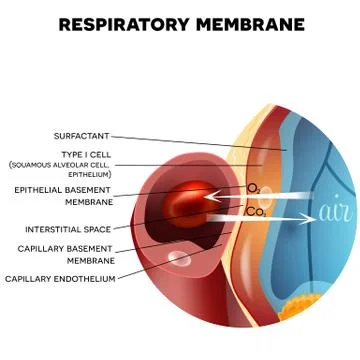 Respiratory membrane of alveolus Stock Illustration