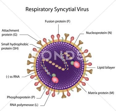 Respiratory syncytial virus (rsv) Stock Illustration