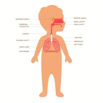 Respiratory system anatomy, child Illustrazione stock