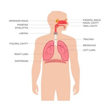 Respiratory system, anatomy Stock Illustration