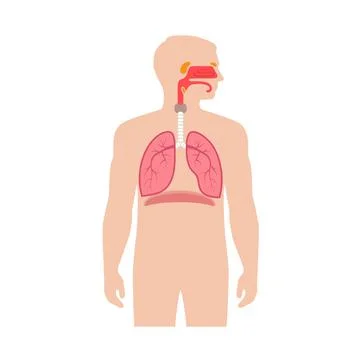 Respiratory system, anatomy Illustrazione stock