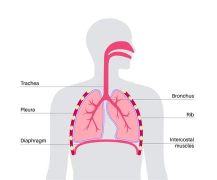 Respiratory system anatomy Stock Illustration