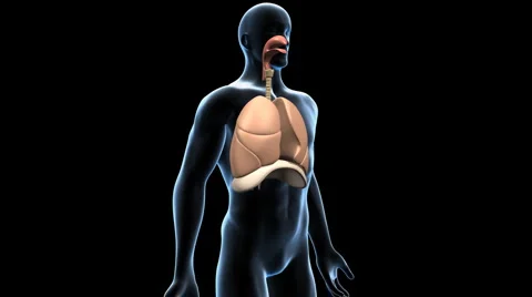 Respiratory System with Animated Lungs, 360 Degree Rotation Stock Footage