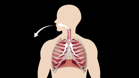 Respiratory System Animation on Blue Bac... | Stock Video | Pond5