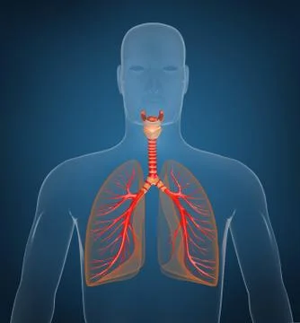Respiratory system. On blue background. Stock Illustration