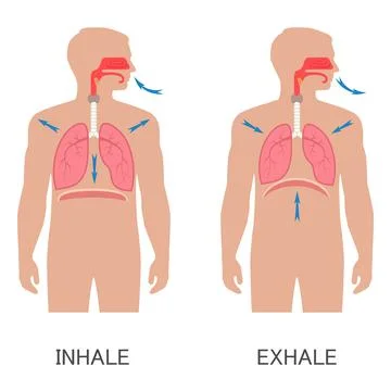 Respiratory system, breathing Stock Illustration