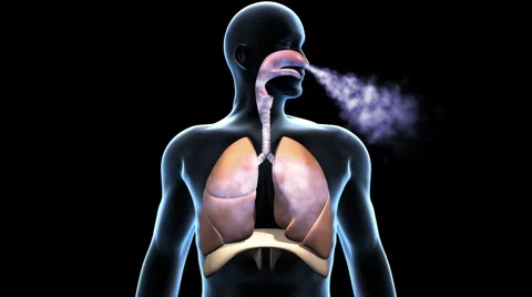 Respiratory System, Breathing Lungs with Airflow Stock Footage