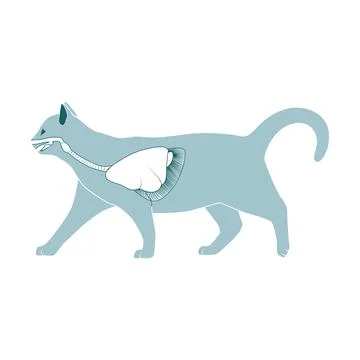 Respiratory system of the cat vector illustration Stock Illustration