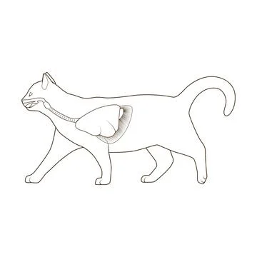 Respiratory system of the cat vector illustration Stock Illustration