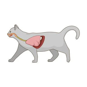 Respiratory system of the cat vector illustration Stock Illustration