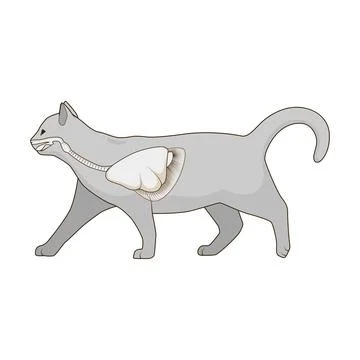 Respiratory system of the cat vector illustration Stock Illustration