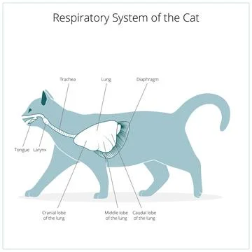 Respiratory system of the cat vector illustration Stock Illustration