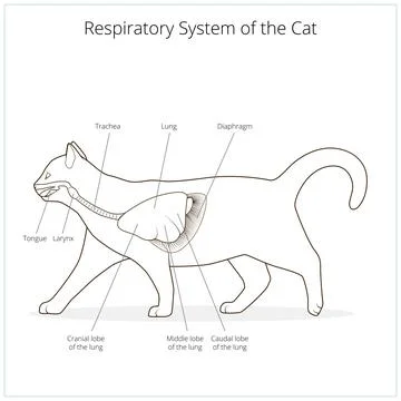Respiratory system of the cat vector illustration Stock Illustration