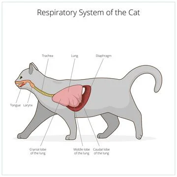 Respiratory system of the cat vector illustration Stock Illustration