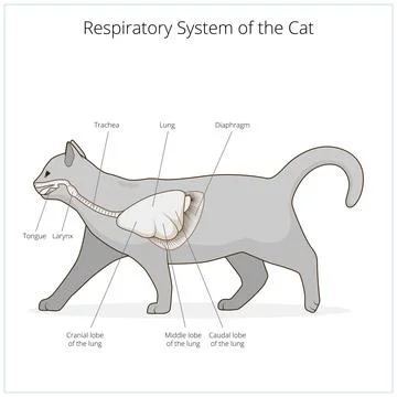 Respiratory system of the cat vector illustration Stock Illustration