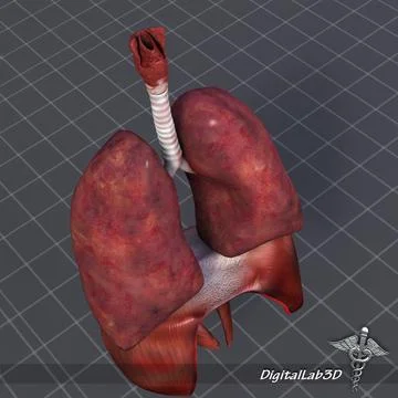 3D Model: Respiratory System Complete #96475227 | Pond5