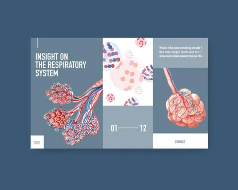 Respiratory system design for website template with Human Anatomy of Lung Stock Illustration