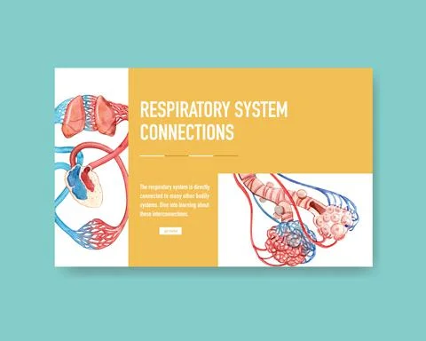 Respiratory system design for website template with Human Anatomy of Lung Stock Illustration