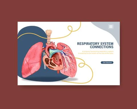Respiratory system design for website template with Human Anatomy of Lung Stock Illustration