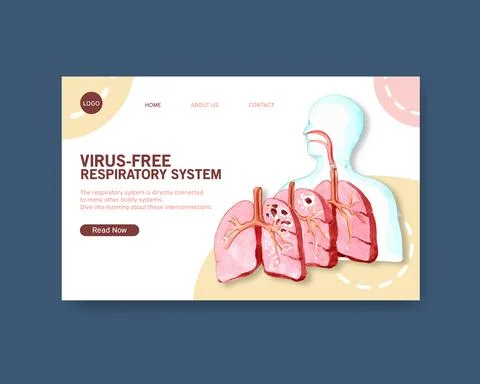 Respiratory system design for website template with Human Anatomy of Lung Stock Illustration