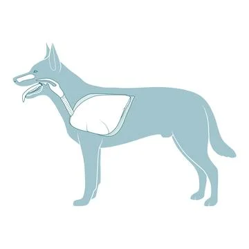 Respiratory system of the dog vector illustration Stock Illustration