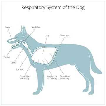 Respiratory system of the dog vector illustration Stock Illustration