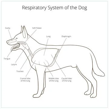 Respiratory system of the dog vector illustration Stock Illustration